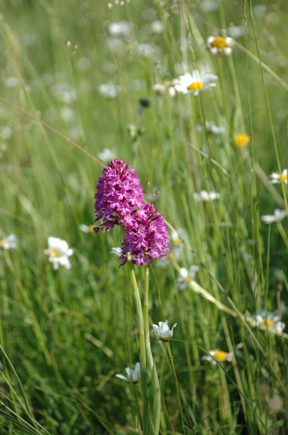 NSG Ersinger Springenhalde - entbuschte Gebiete mit Hundswurz