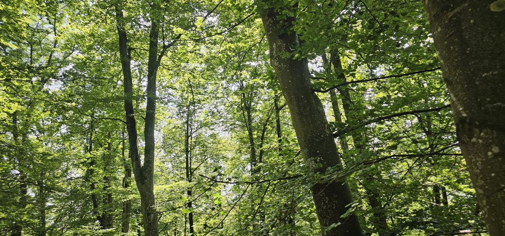 Monitoring des Waldzustandes am Mähringer Berg